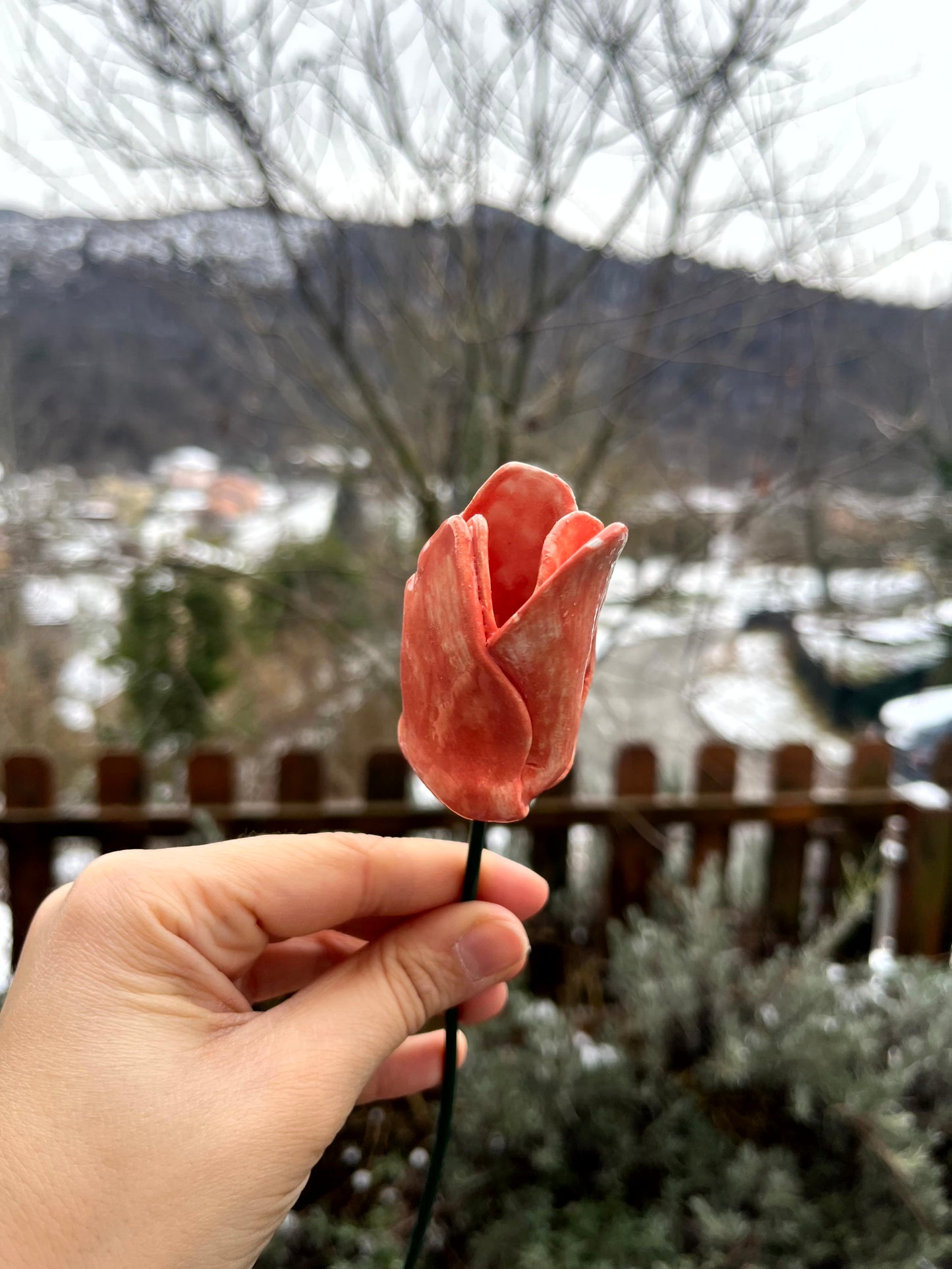Tulipano