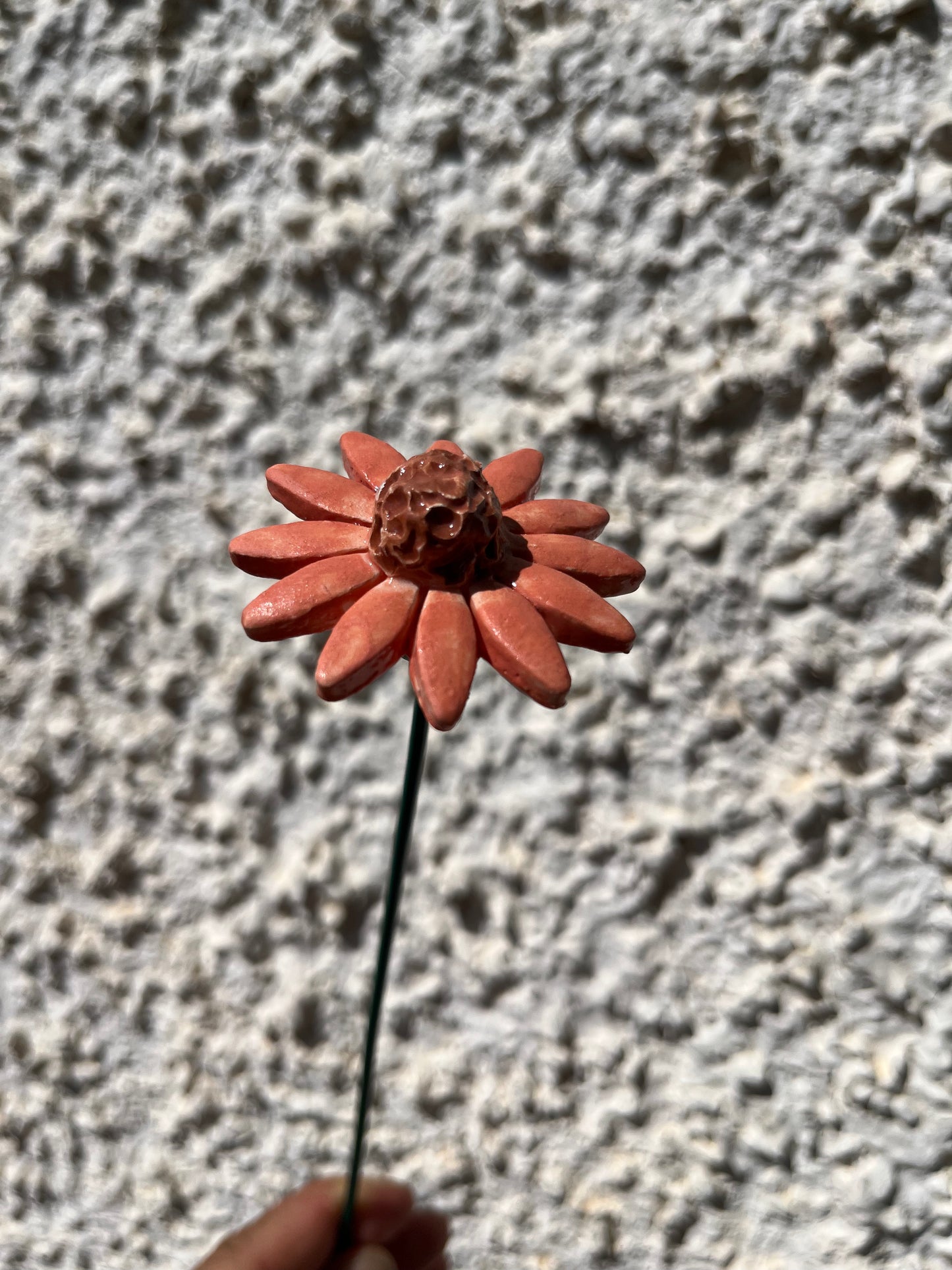 Echinacea