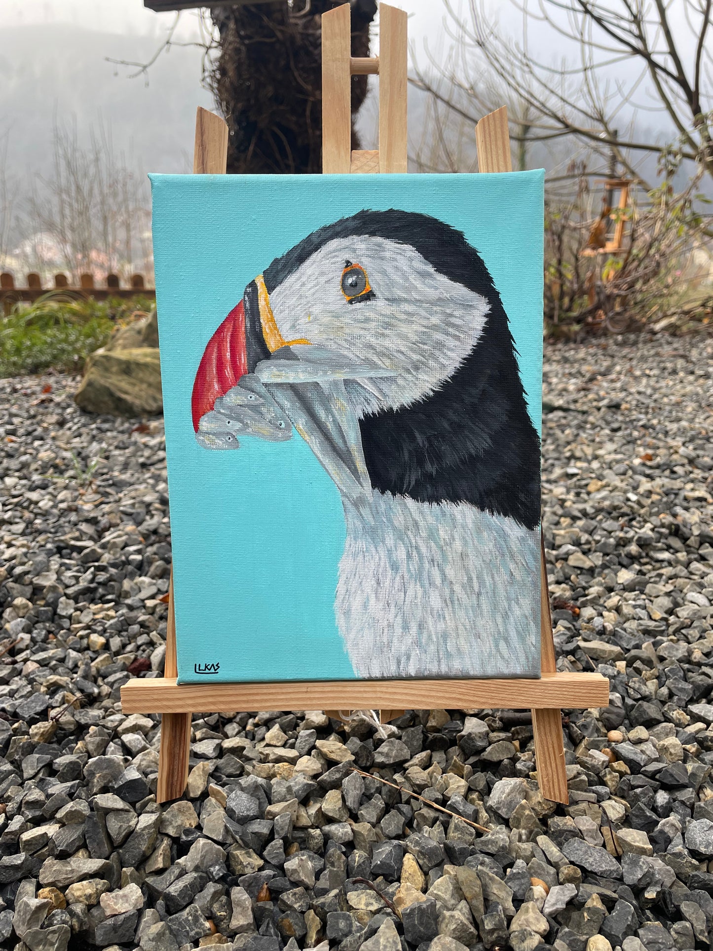 Pulcinella di mare (Puffin)