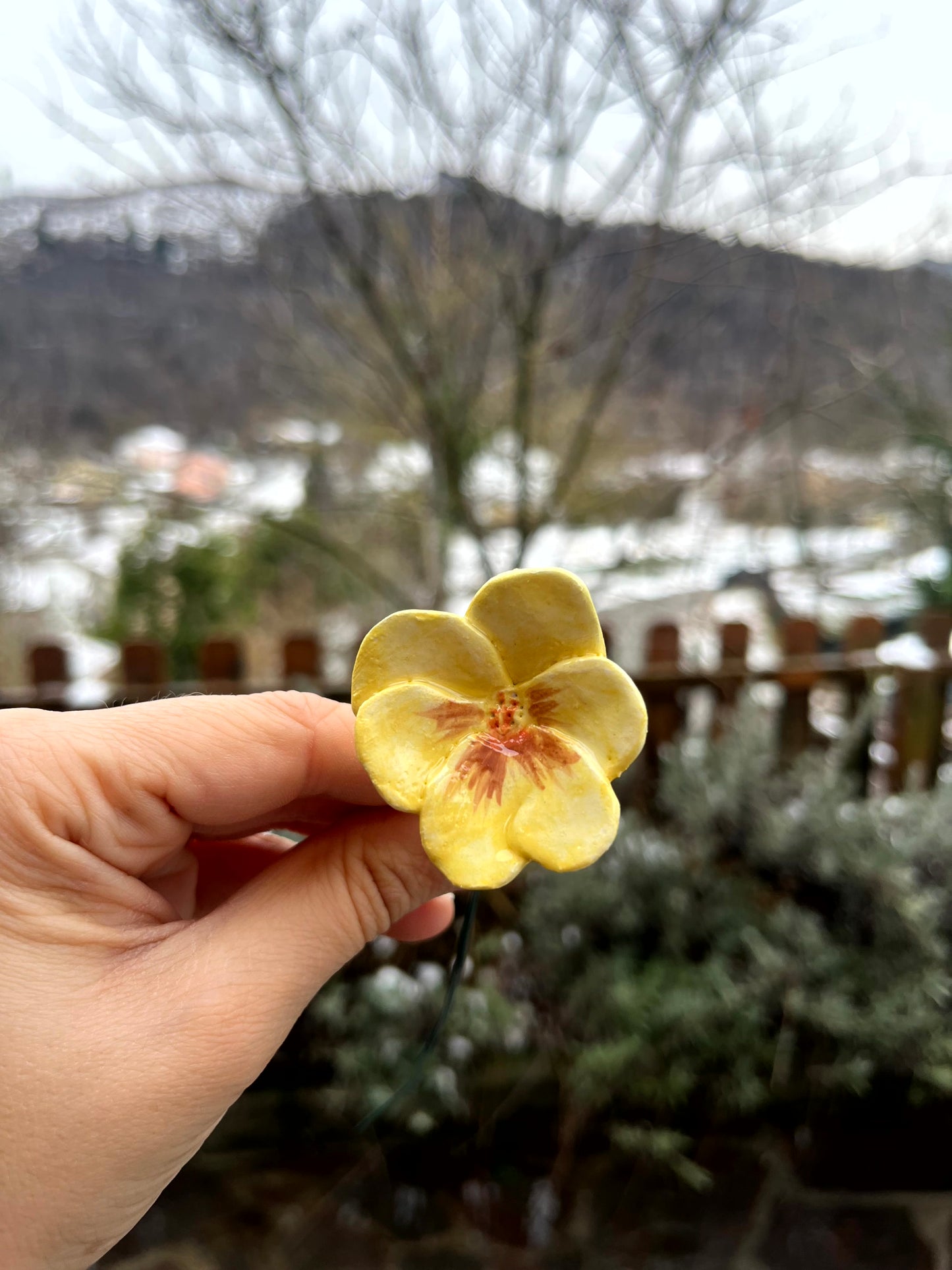 Viola del pensiero