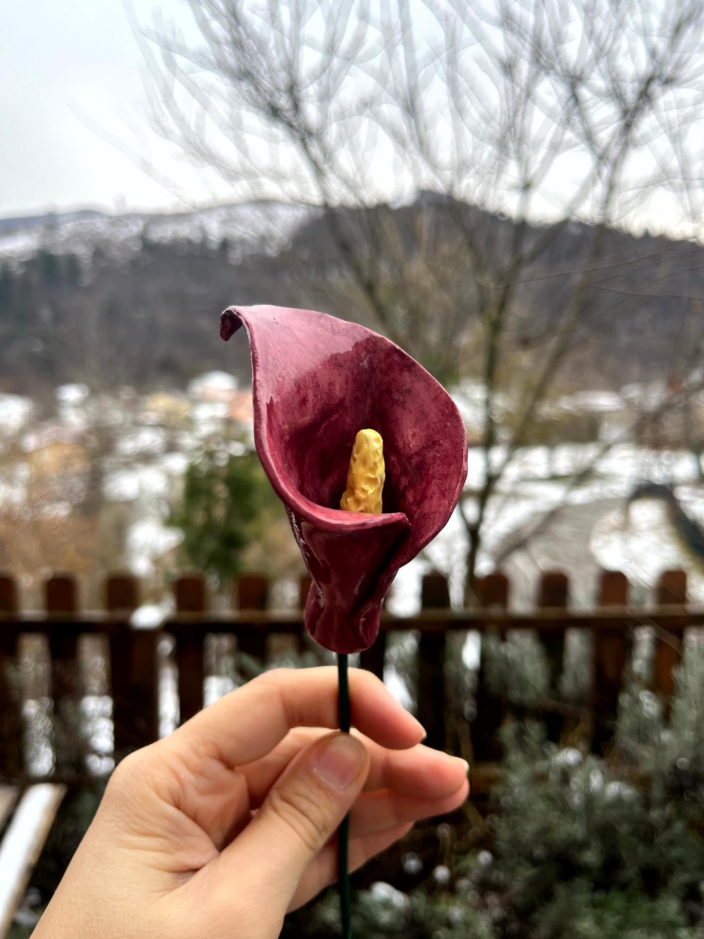 Calla