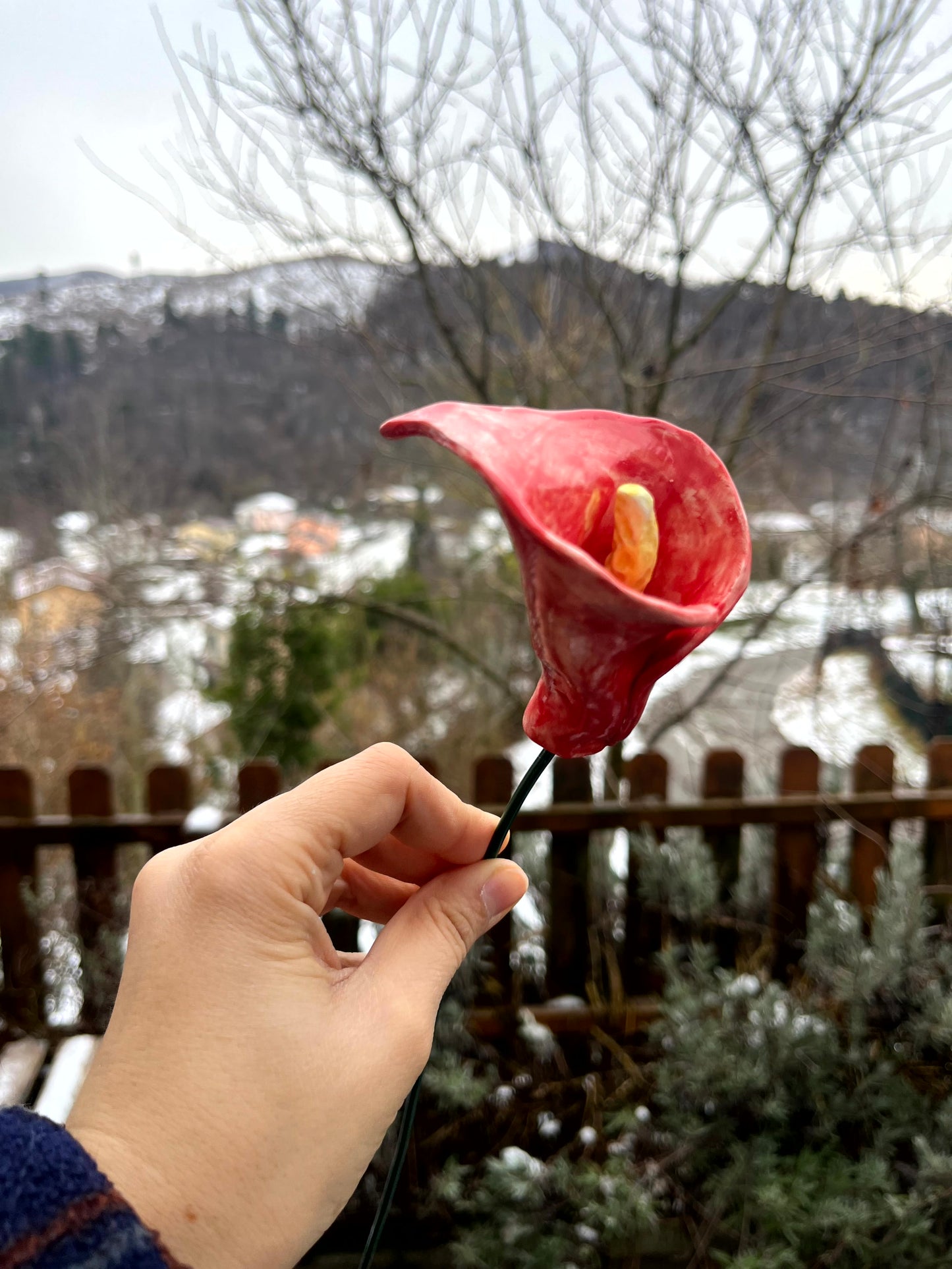 Calla