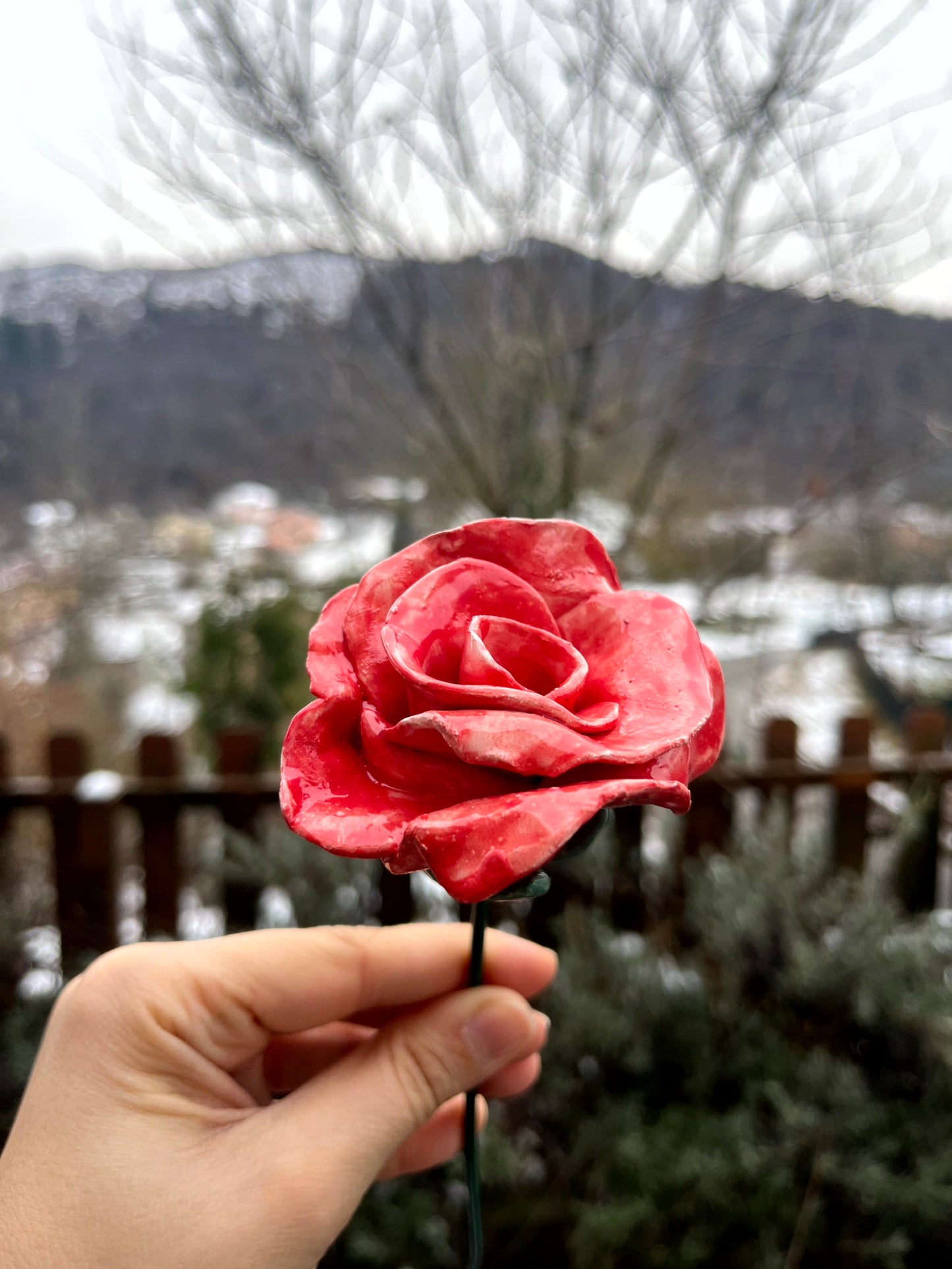 Rosa