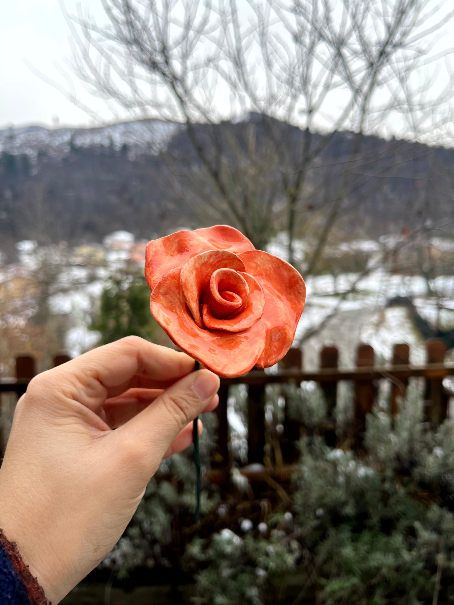 Rosa