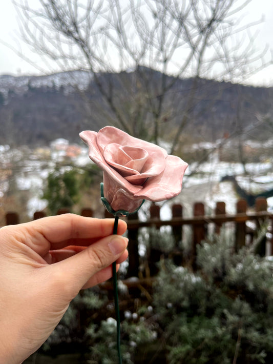 Rosa