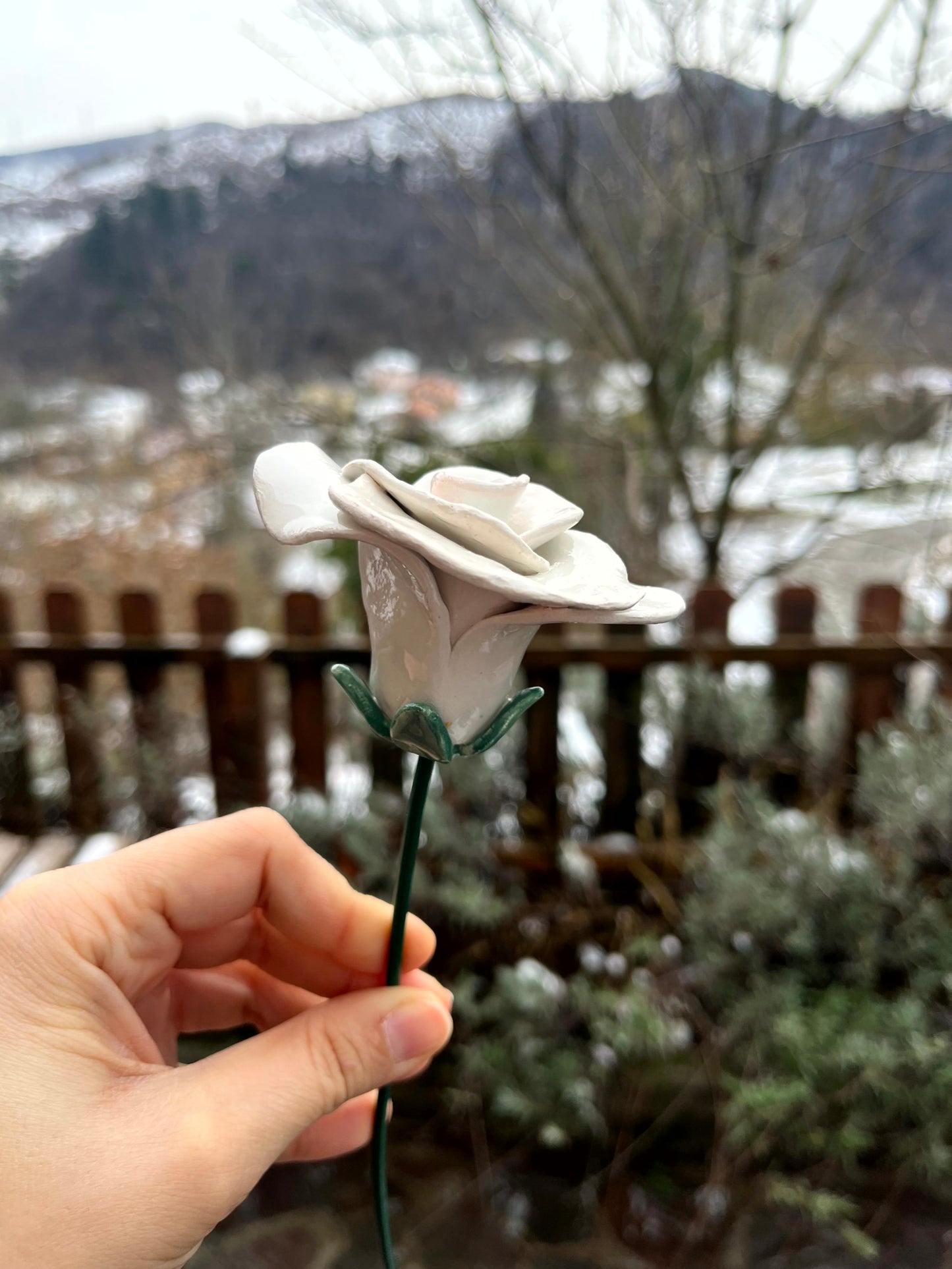 Rosa