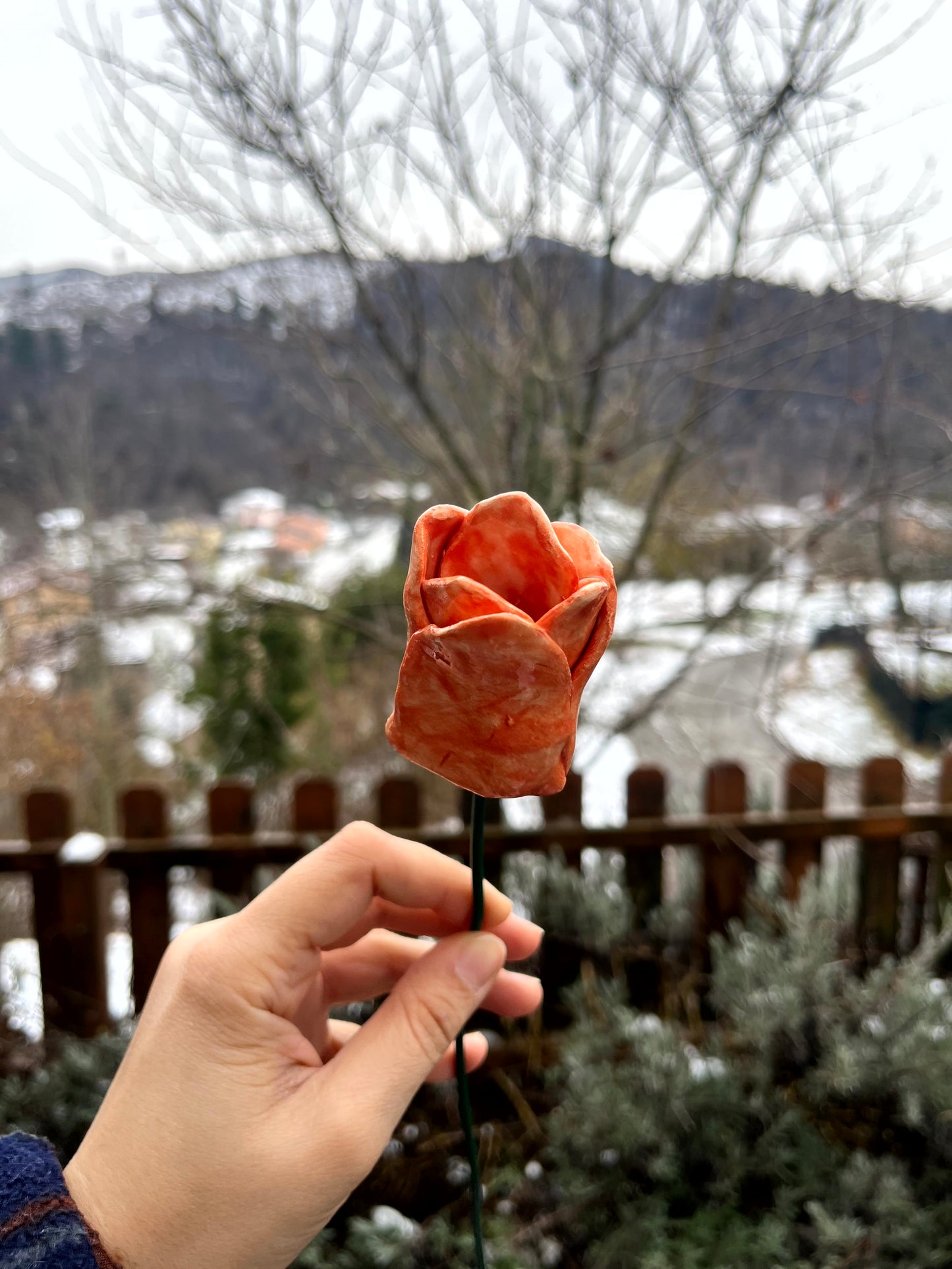 Tulipano