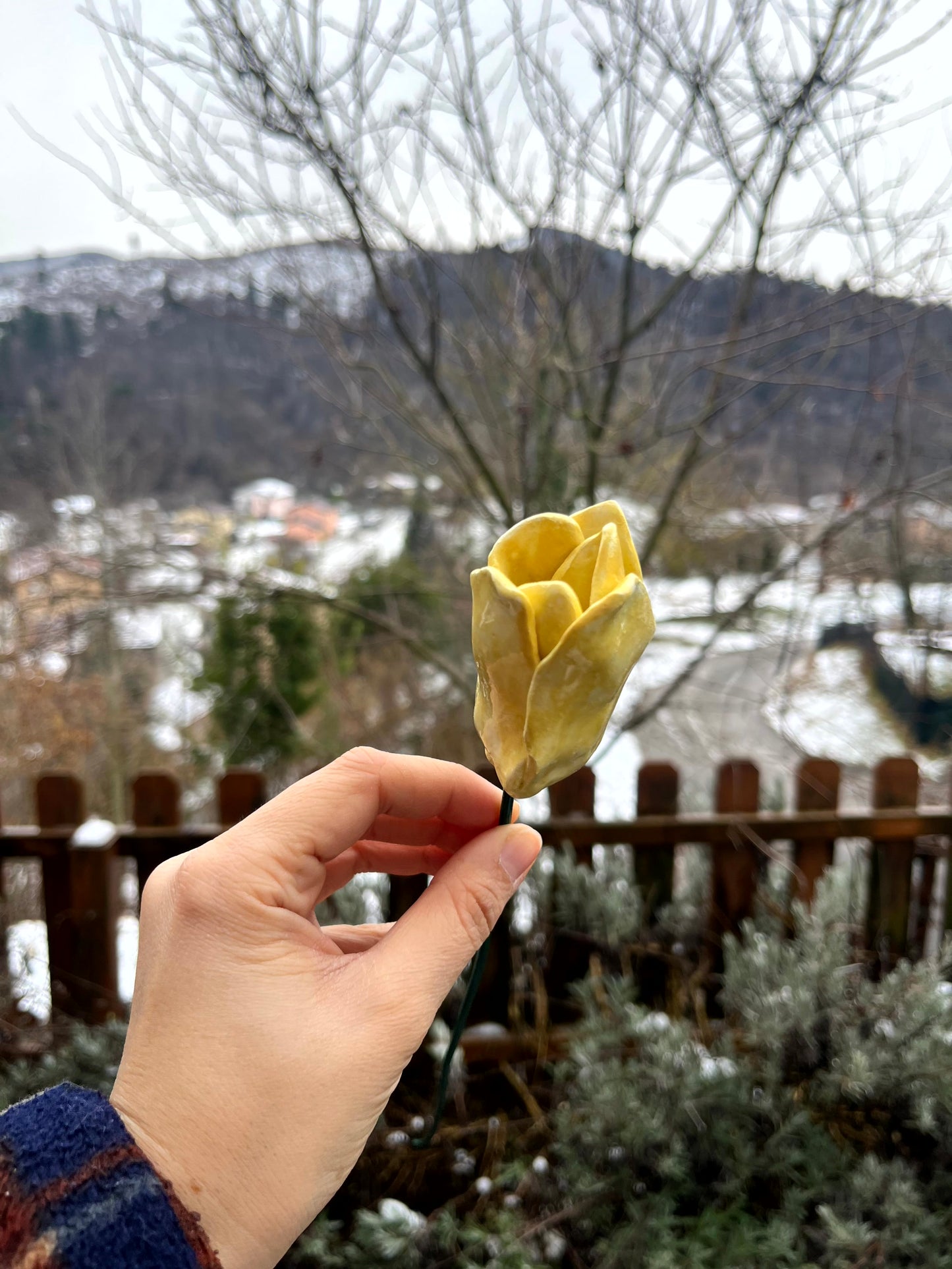 Tulipano