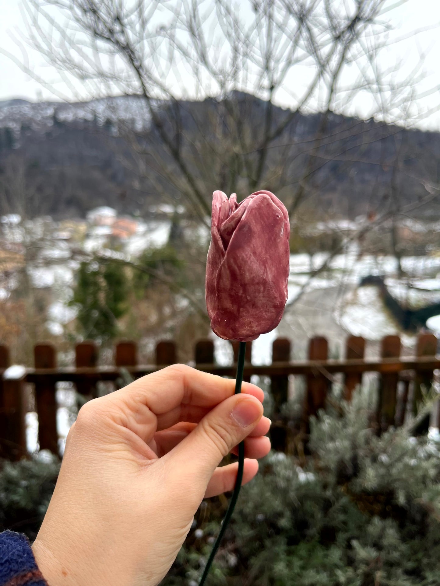 Tulipano