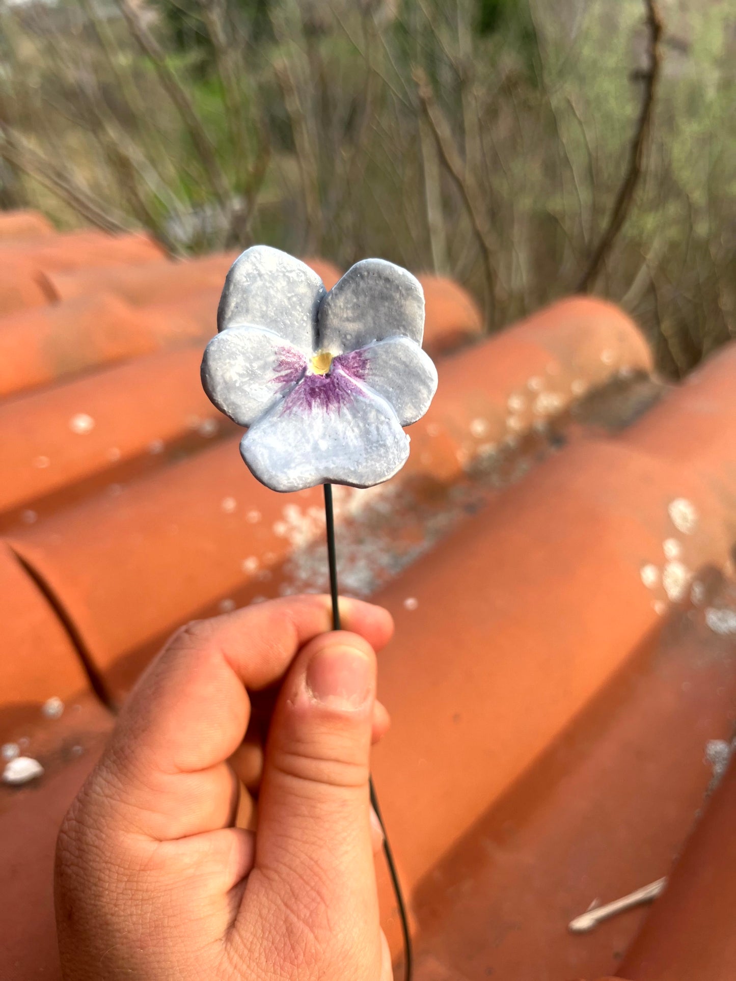 Viola del pensiero
