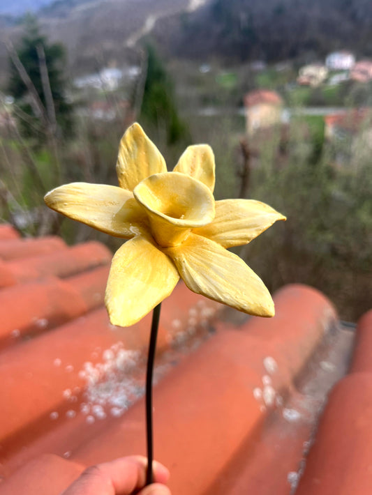 Narciso
