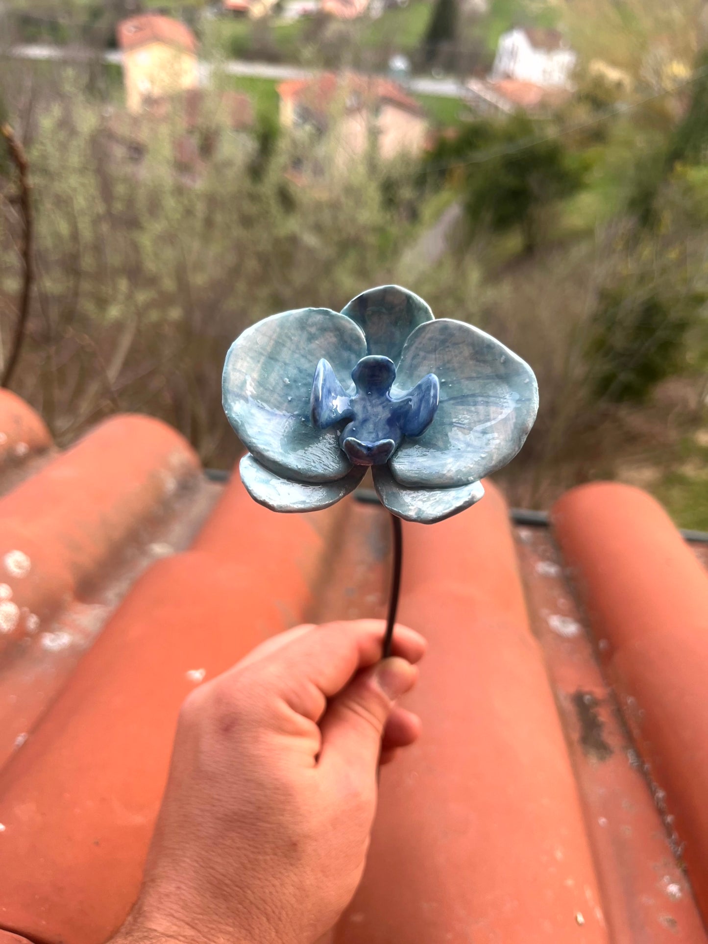 Orchidea