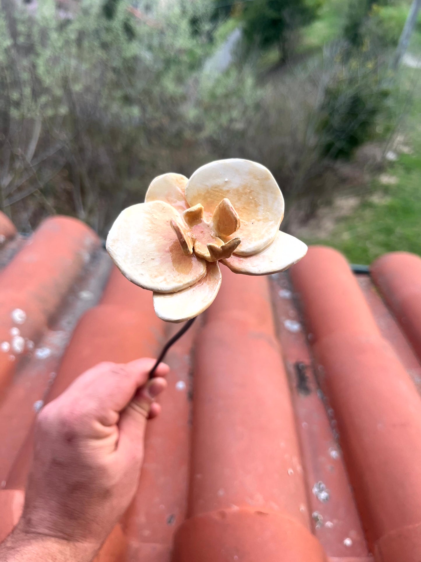 Orchidea