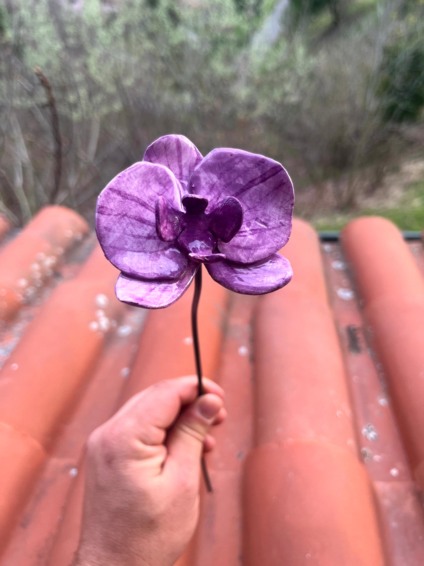 Orchidea