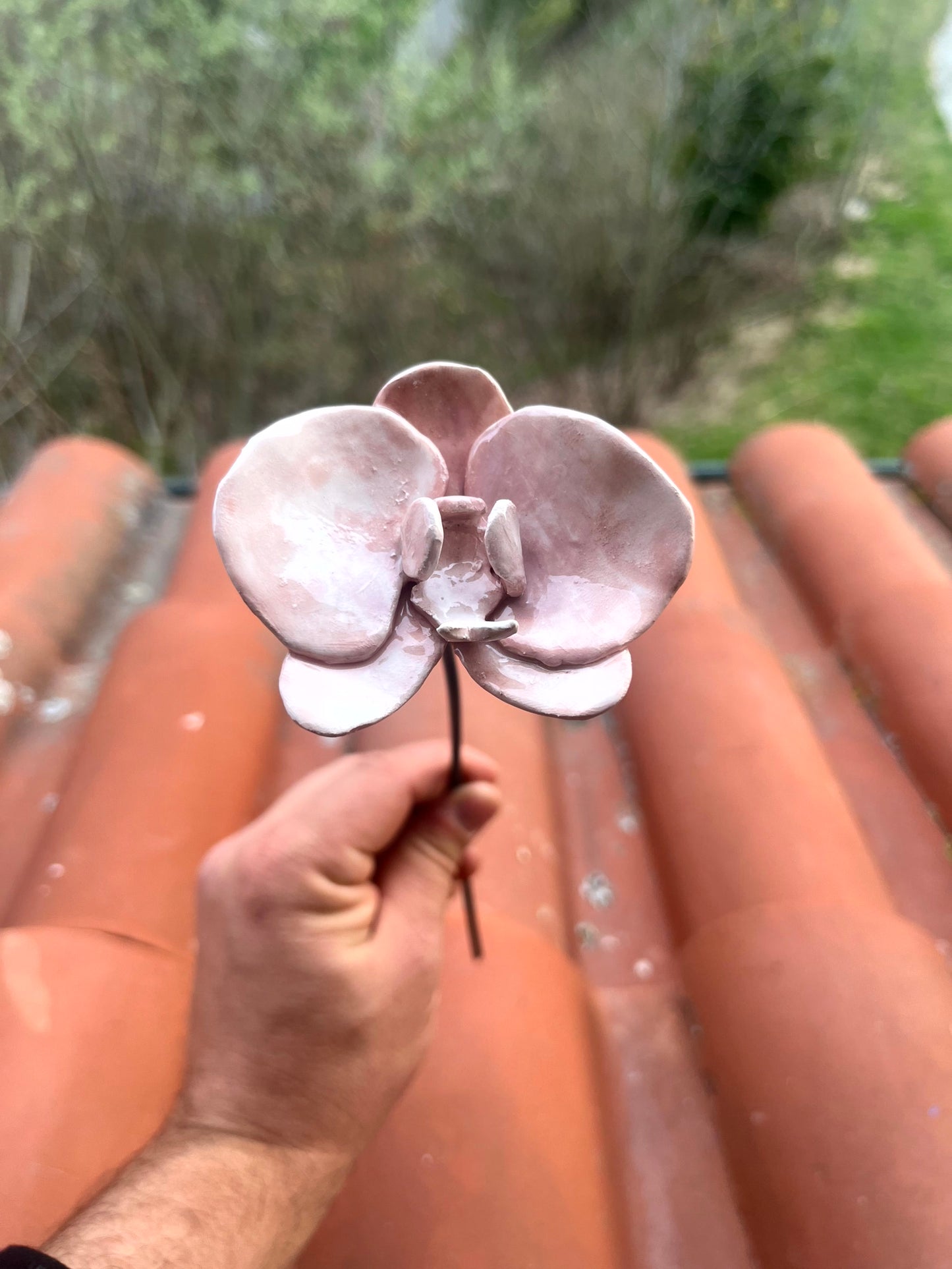 Orchidea