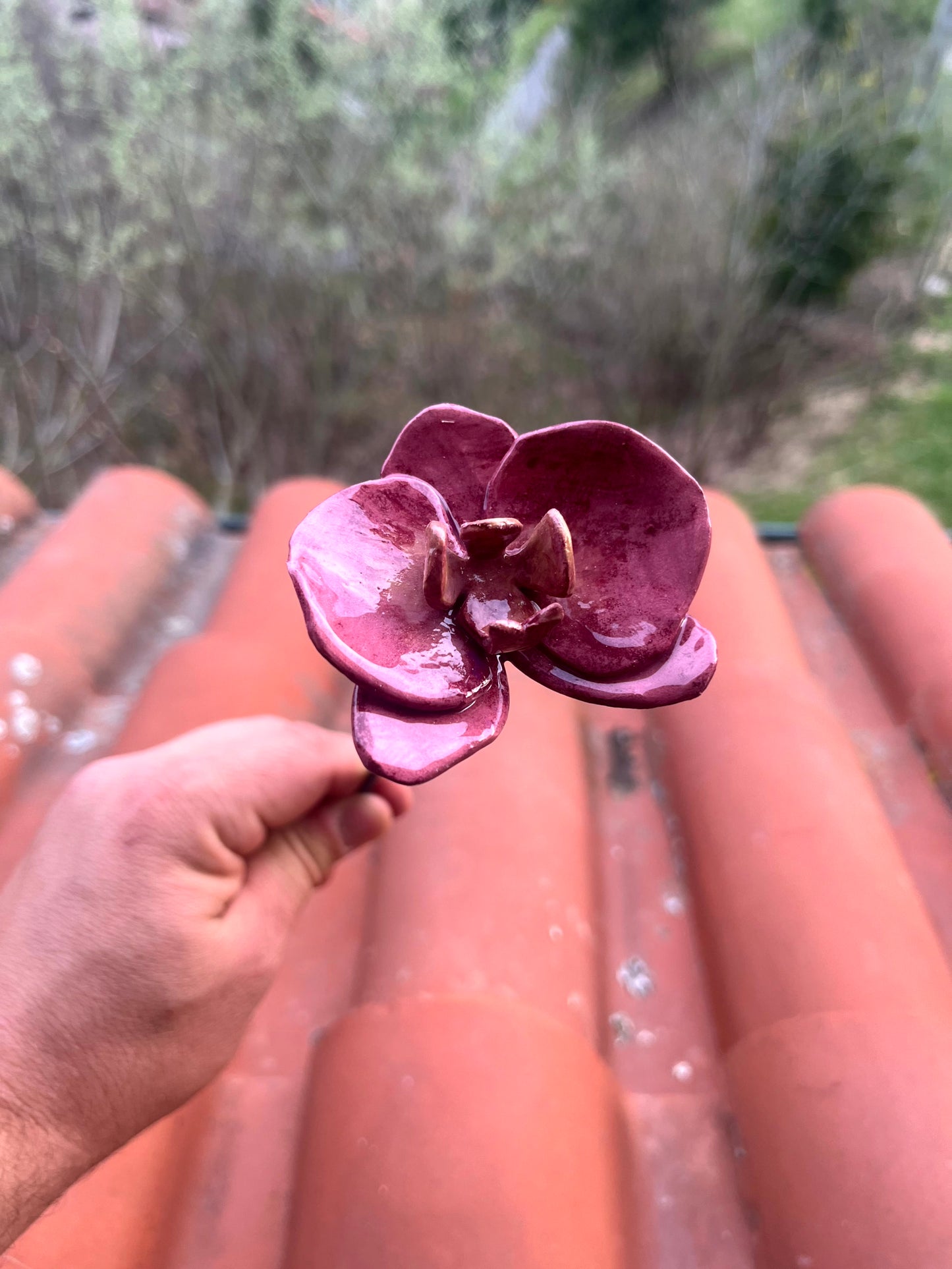 Orchidea
