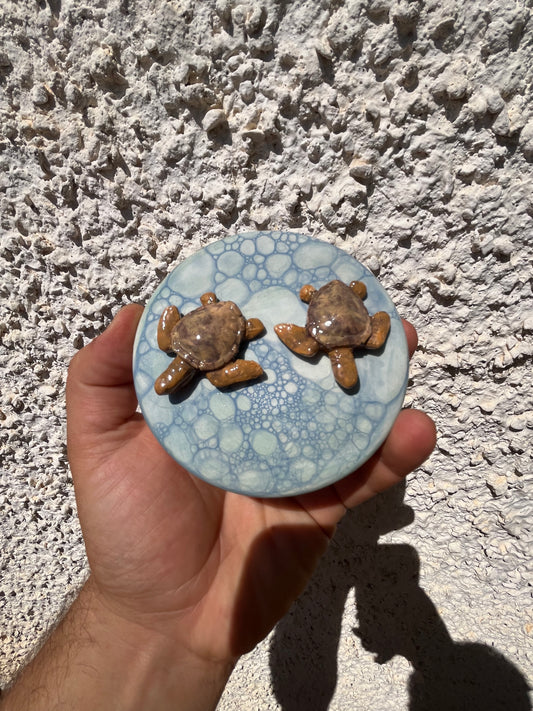 Cofanetto tartarughe di mare