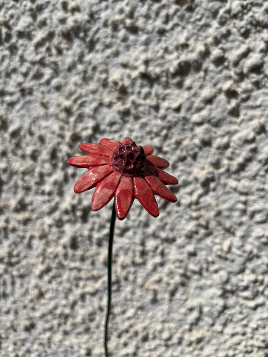 Echinacea