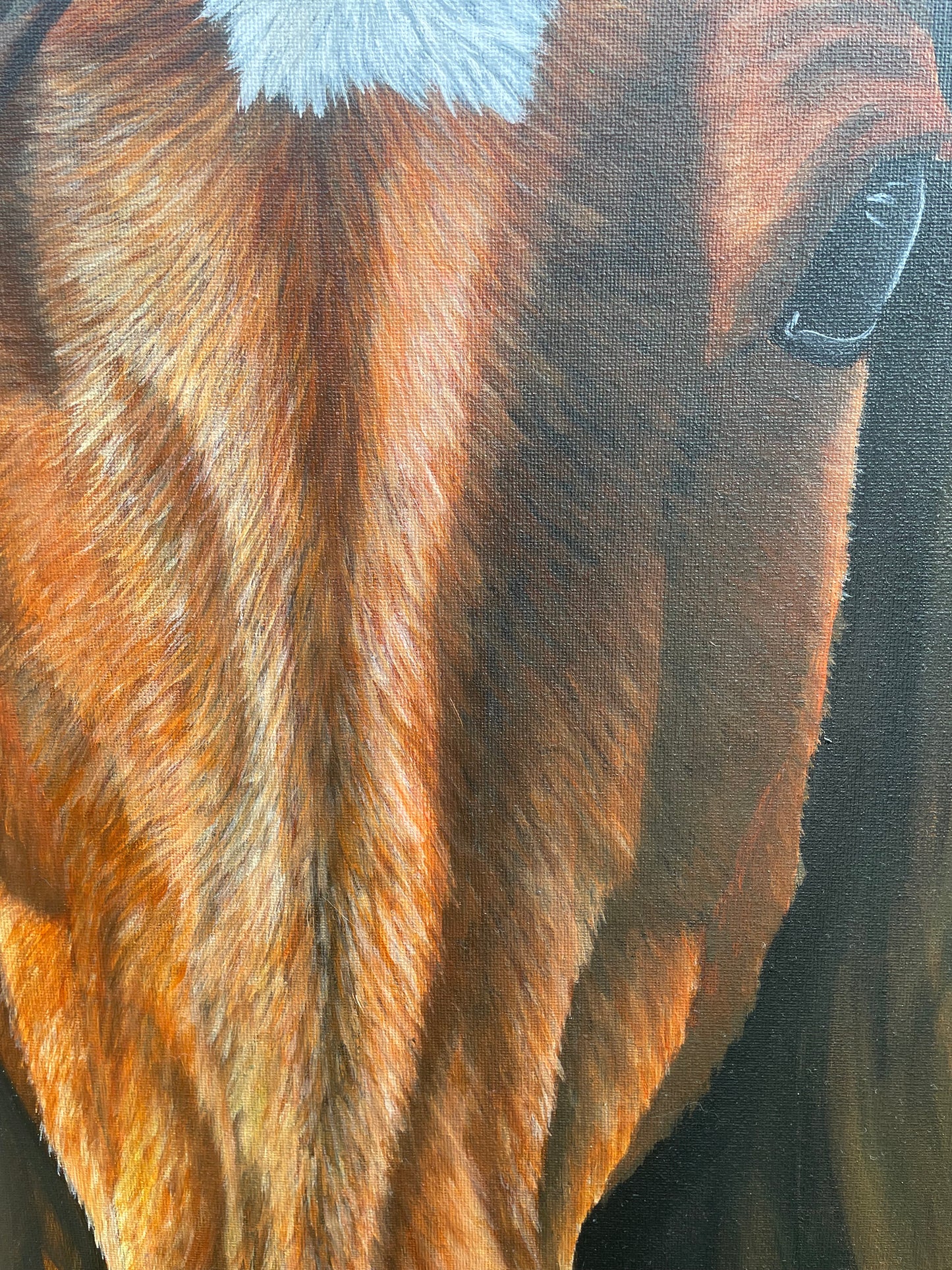 Cavallo