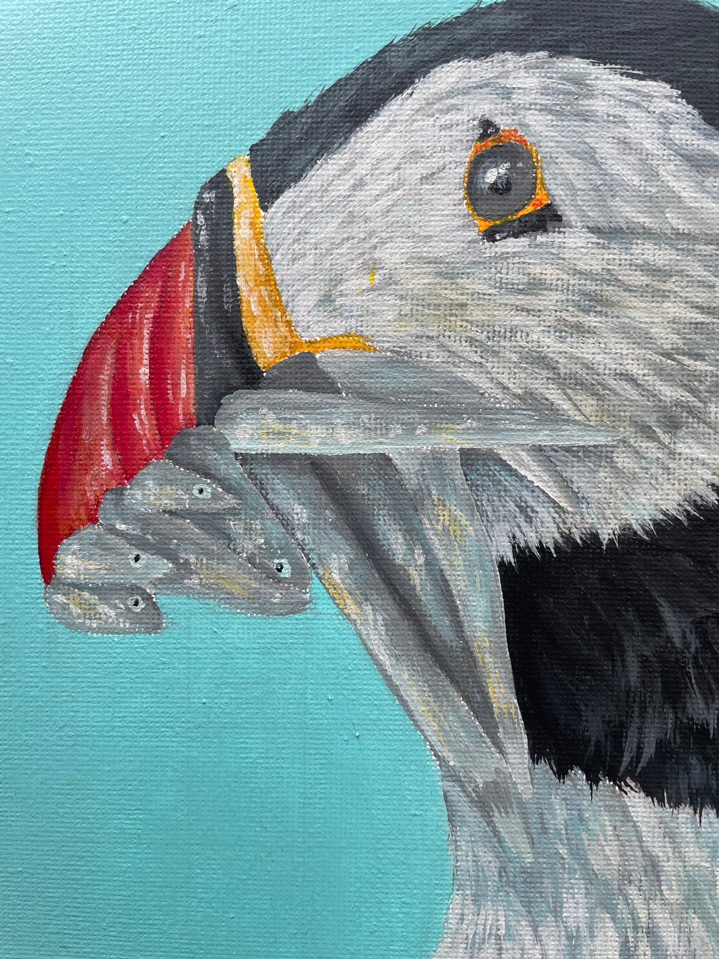 Pulcinella di mare (Puffin)